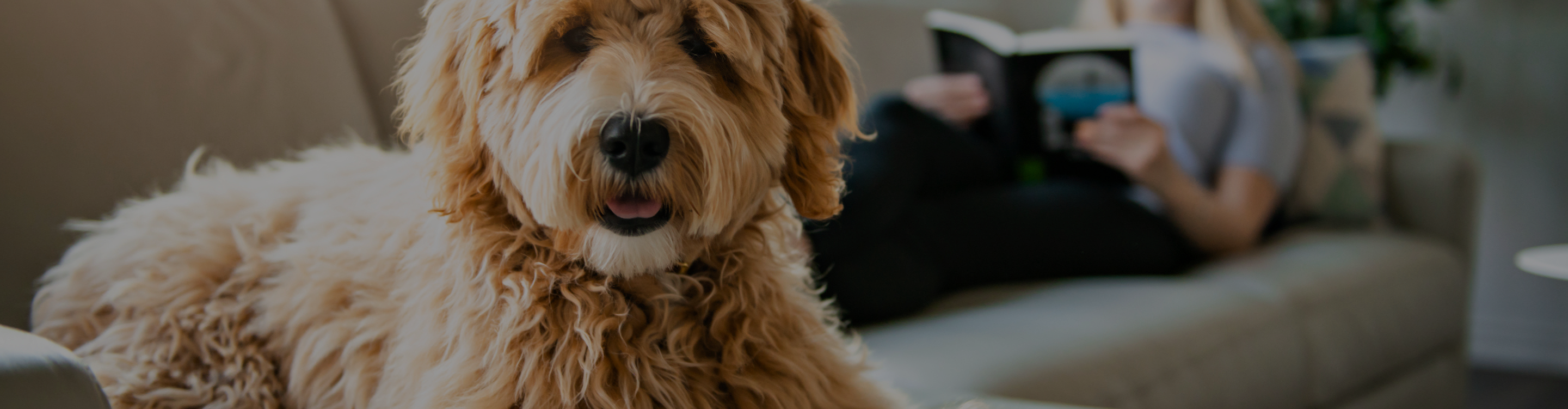 Pet-Friendly Flooring in Bremerton, WA